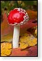 paddenstoel paddenstoelen paddestoel paddestoelen schimmel zwam schimmels zwammen hdr paddo paddos champignon champignons herfst najaar